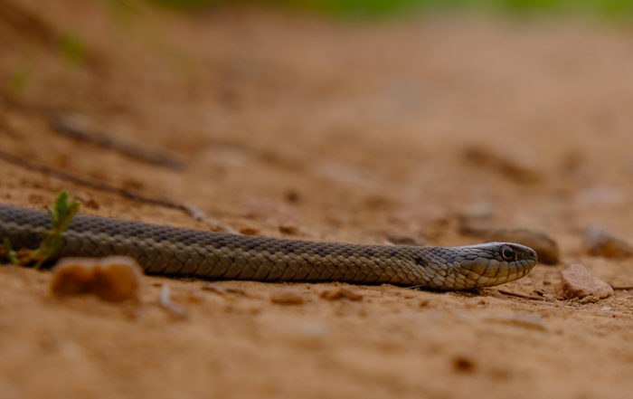 Serpent sur un sentier